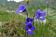 82 Fiori di pinguicula...